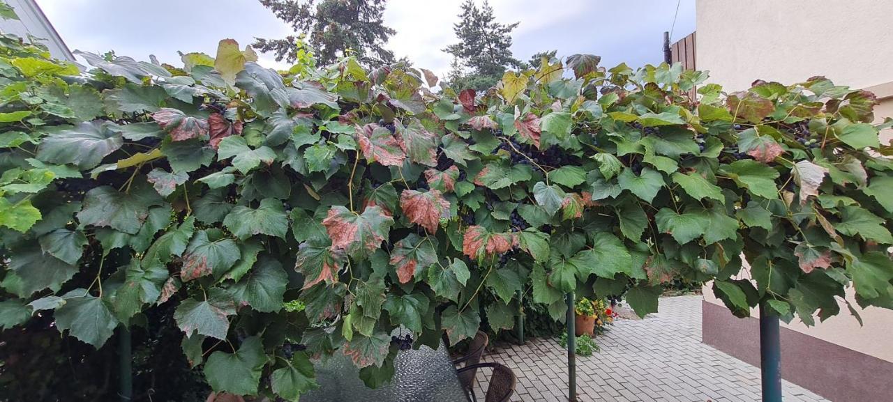 Lugas Apartman Miskolctapolca 2 Haloszoba Dezsa Es Jakuzzi Koezel A Barlangfuerdohoez Exterior foto